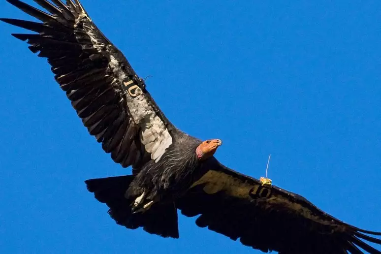 Zoológicos e comunidades indígenas salvam da extinção a maior ave da América do Norte