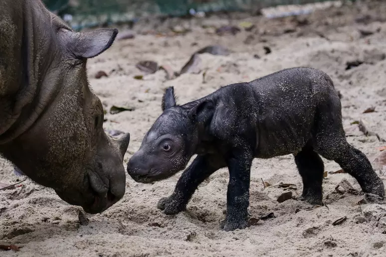 Rinoceronte ameaçado de extinção nasce na Indonésia