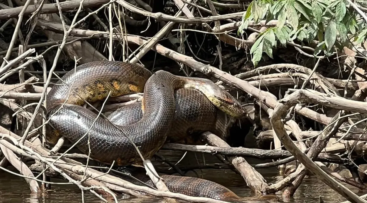 Nova espécie de cobra gigante descoberta na Amazônia