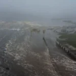 Tsunami